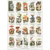 Plakat Spiselige svampe A4