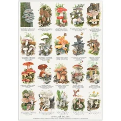 Plakat Spiselige svampe A4