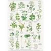 Plakat Spiselige vilde planter A4