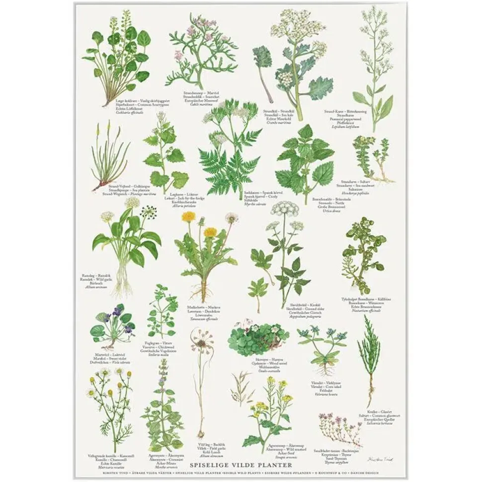 Plakat Spiselige vilde planter A4