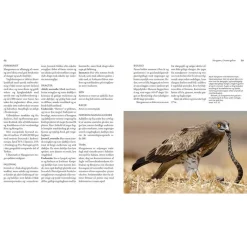 Rovfugleguiden af Lars Gejl | Bog