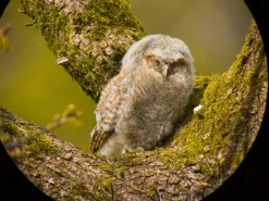 Samsung Galaxy digiscoping adapter – Kowa TSN – Otterbox