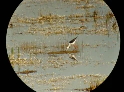 Samsung Galaxy digiscoping adapter – Kowa TSN – Otterbox