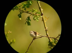 Samsung Galaxy digiscoping adapter – Kowa TSN – Otterbox