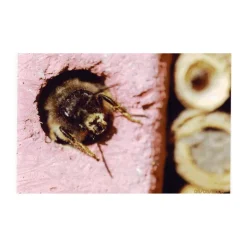 Schwegler Multi insekthotel