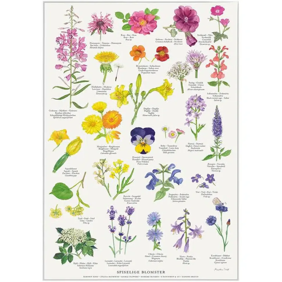 Spiselige blomster – A2-Plakat malet af Kirsten Tind
