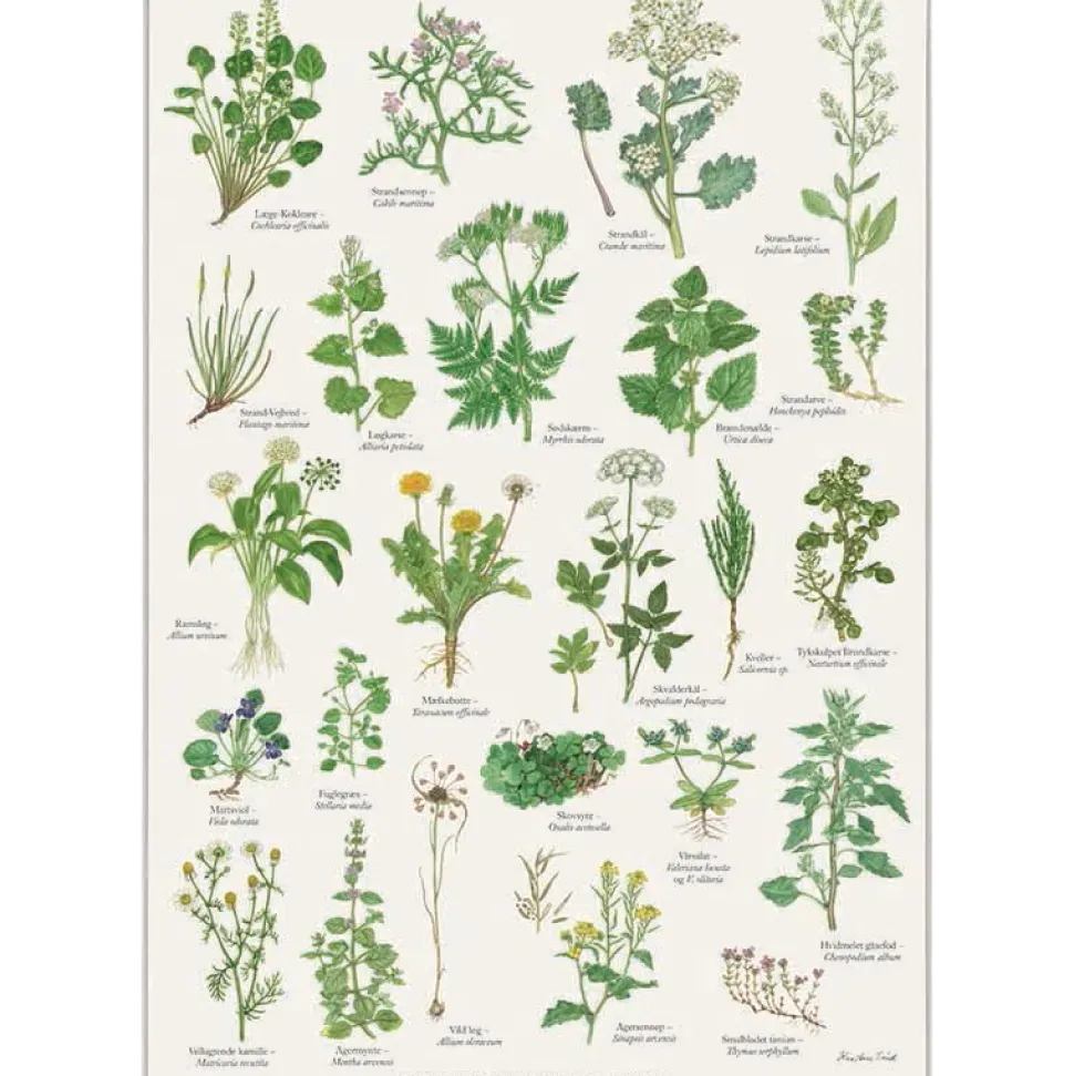 Spiselige vilde planter – Plakat A2 malet af Kirsten Tind