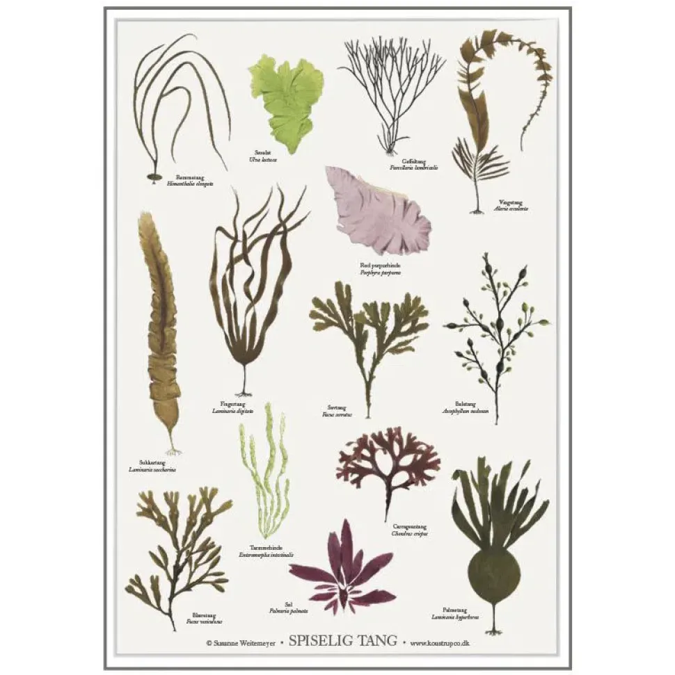Spiselig tang – A2 plakat af Susanne Weitemeyer