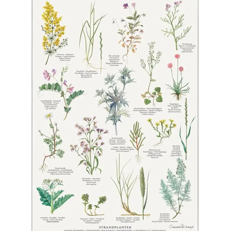 Strandplanter Plakat A2