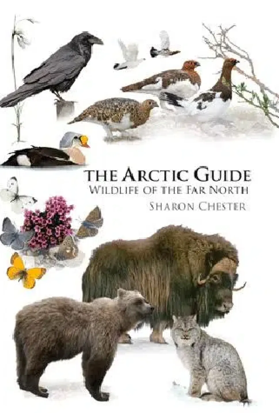 The Arctic Guide – Wildlife of the Far North | Bog