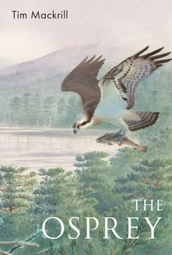 The Osprey | Bog