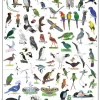 Top 100 Remarkable Birds – non-passeriformes