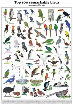Top 100 Remarkable Birds – non-passeriformes