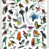 Top 100 Remarkable Birds – passeriformes