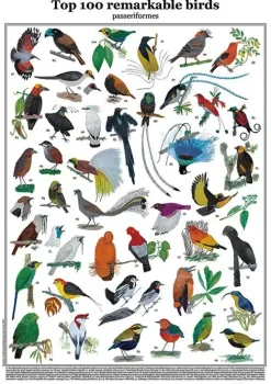 Top 100 Remarkable Birds – passeriformes