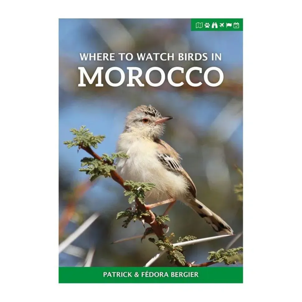 Where to Watch Birds in Morocco | Rejseguide