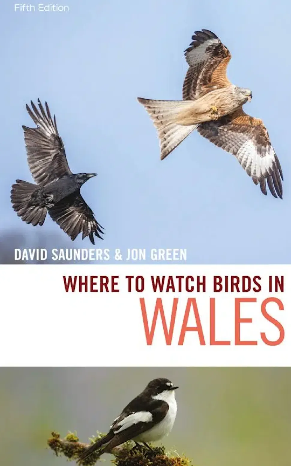 Where to watch Birds in Wales | Rejseguide