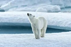 WILD Arctic | Fotobog