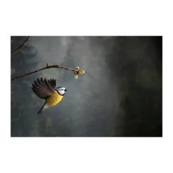 Wildlife Garden Decobird Flyvende blåmejse dekorationsfugl