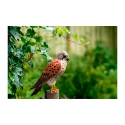 Wildlife Garden Decobird Tårnfalk dekorationsfugl